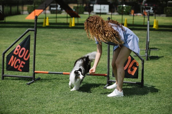 Équipements innovants pour sportifs canins avec inlandsis